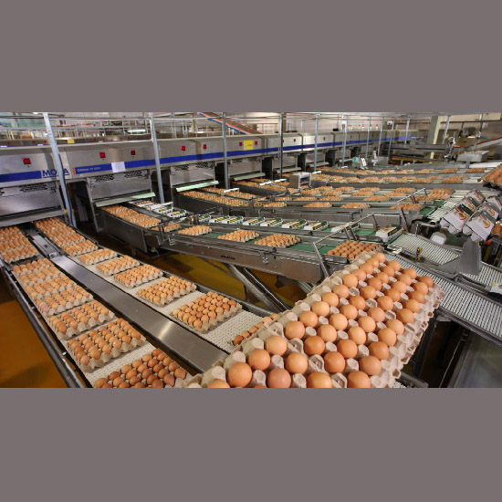 Egg Equipment  Egg Processing Machines Supplier