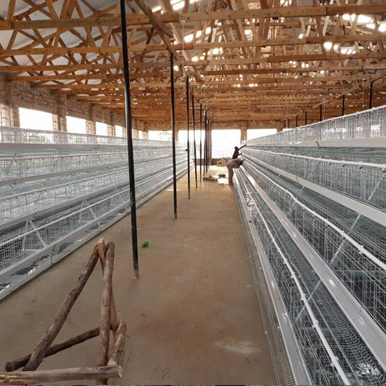 10000 chicken farm in Kitwe(Zambia)