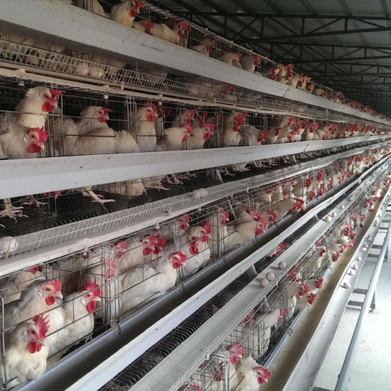 20,000 chicken farm project