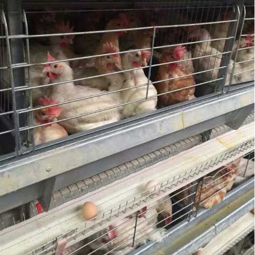 64,000 layers with H type 8 tier chicken cage and full automatic equipment
