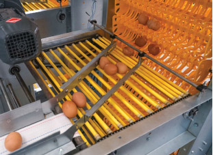 Automatic egg collecting system