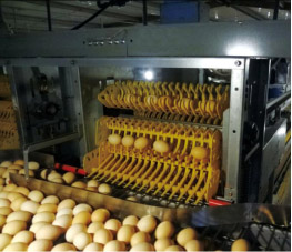 Automatic egg collecting system