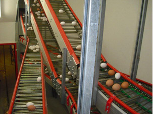 Automatic egg collecting system