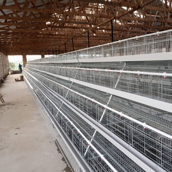 10000 chicken farm in Kitwe(Zambia)