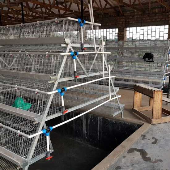 10000 chicken farm in Kitwe(Zambia)