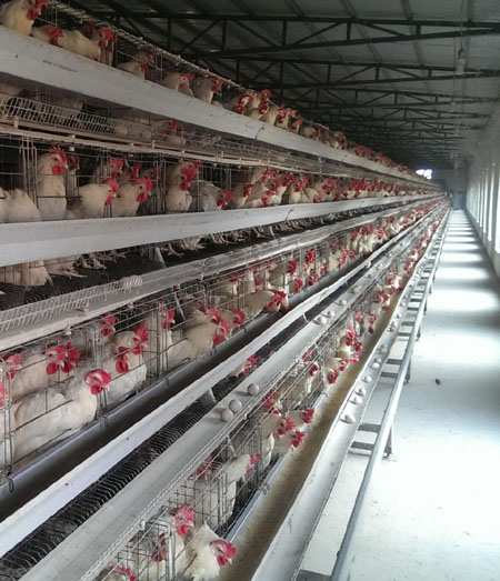 20,000 chicken farm project