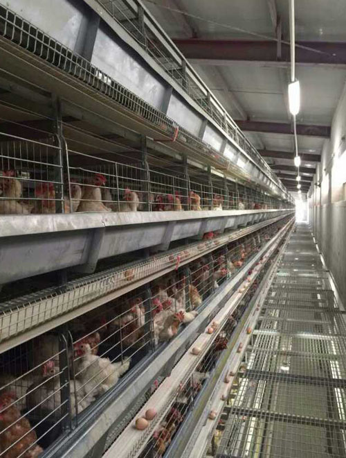 64,000 layers with H type 8 tier chicken cage and full automatic equipment