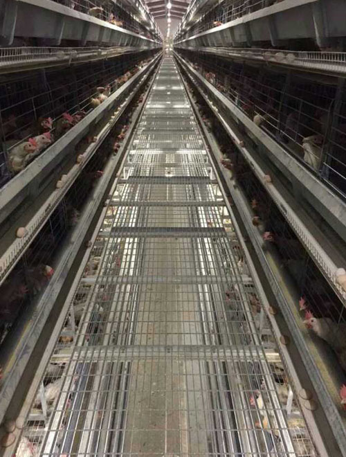 64,000 layers with H type 8 tier chicken cage and full automatic equipment