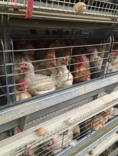 64,000 layers with H type 8 tier chicken cage and full automatic equipment